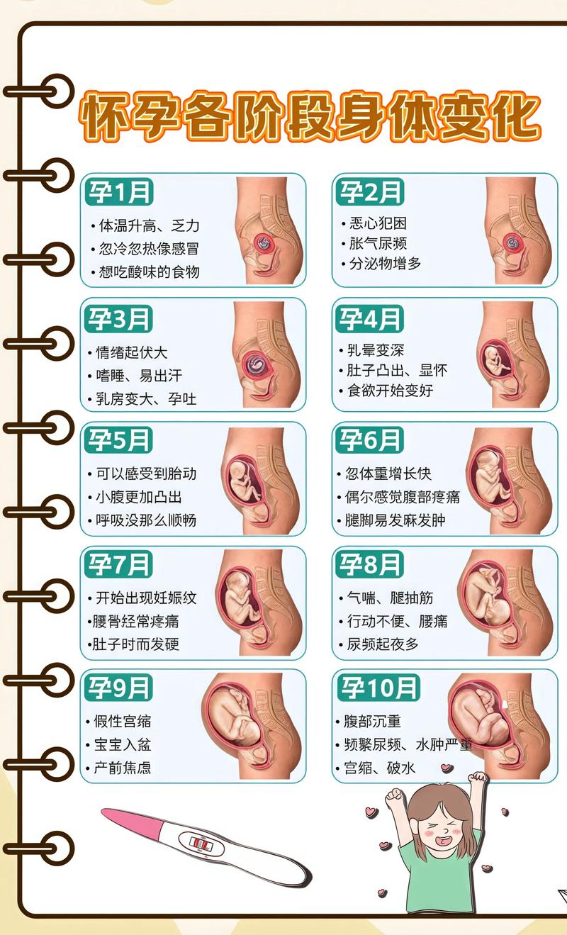 揭秘供卵代孕妈妈怀孕小腹分两节，孕期变化的奥秘楚雄代生机构: